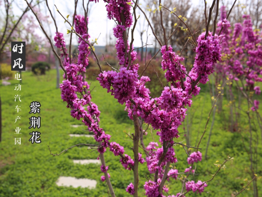 E世博esball电动工业园紫；